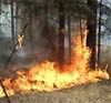 В Елабужском районе горят леса